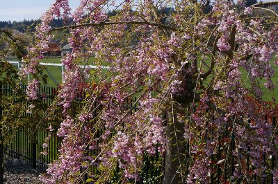 A cherry tree in Puyallup, Washington.