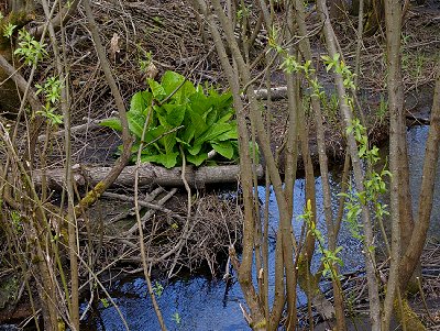 The little stream, skunk cabbage, and secluded view from the Fairfield Inn in Puyallup, Washington.