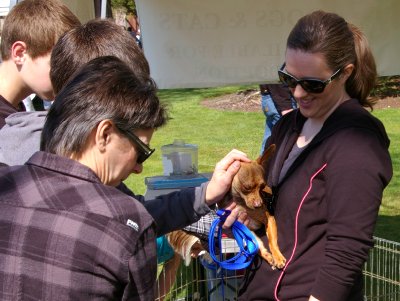 Dog and Cat Rescue with puppies and kittens for adoption in Puyallup, Washington.