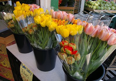 Fresh tulips grown in Puyallup, Washington.