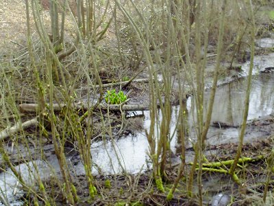 A naked winter stream in downtown Puyallup, Washington.