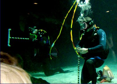 Underwater scouting at the Pt.Defiance Zoo and Aquarium in Tacoma, Washington.