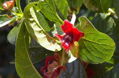 An interesting and flowering bud in Renton, Washington.